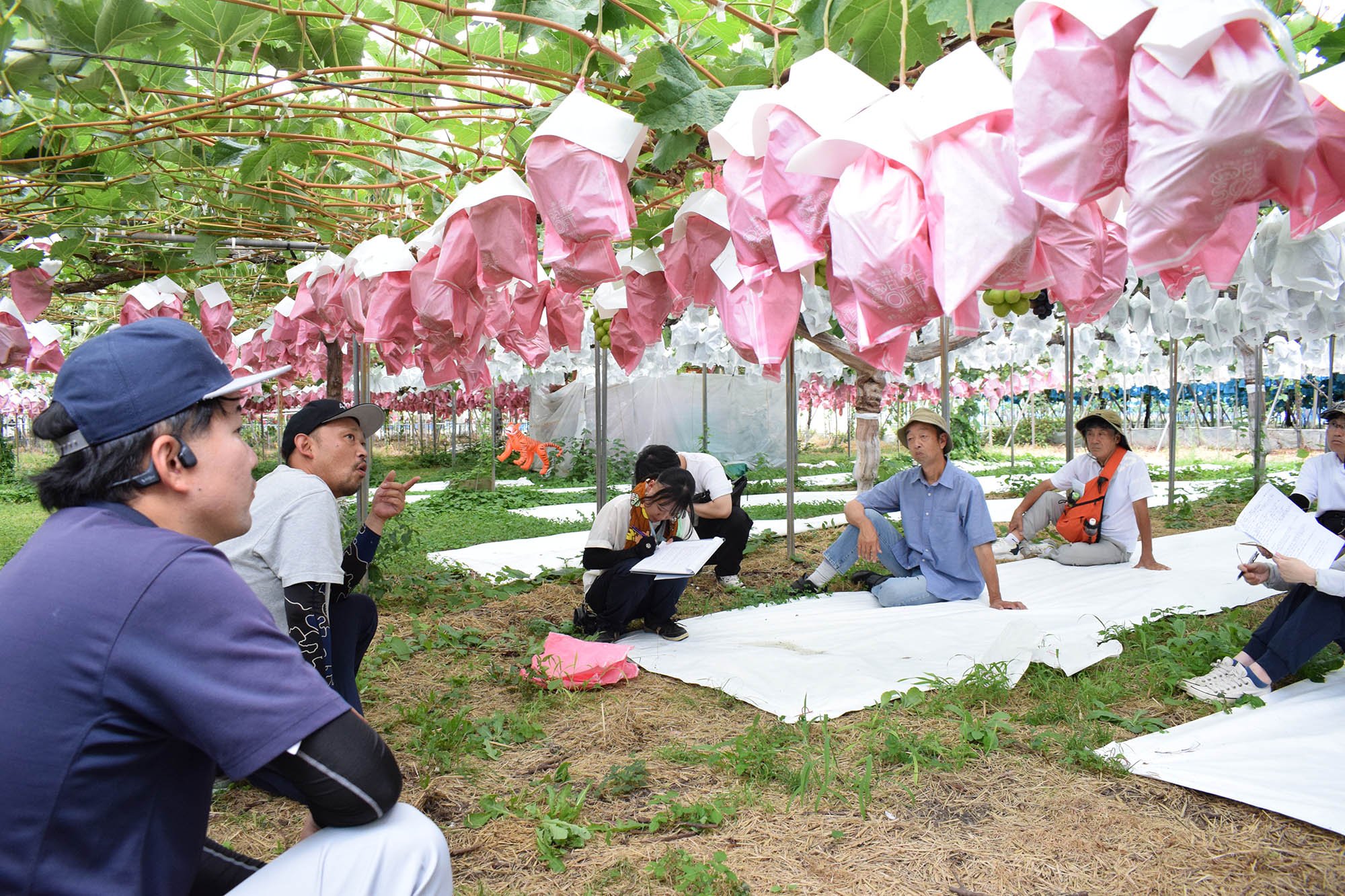ぶどう部会視察受け入れ 写真