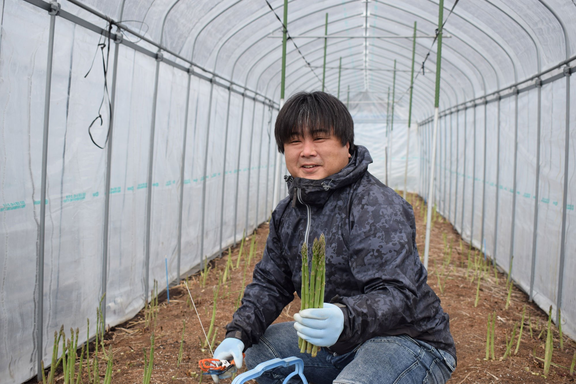 アスパラ出荷本格化-写真