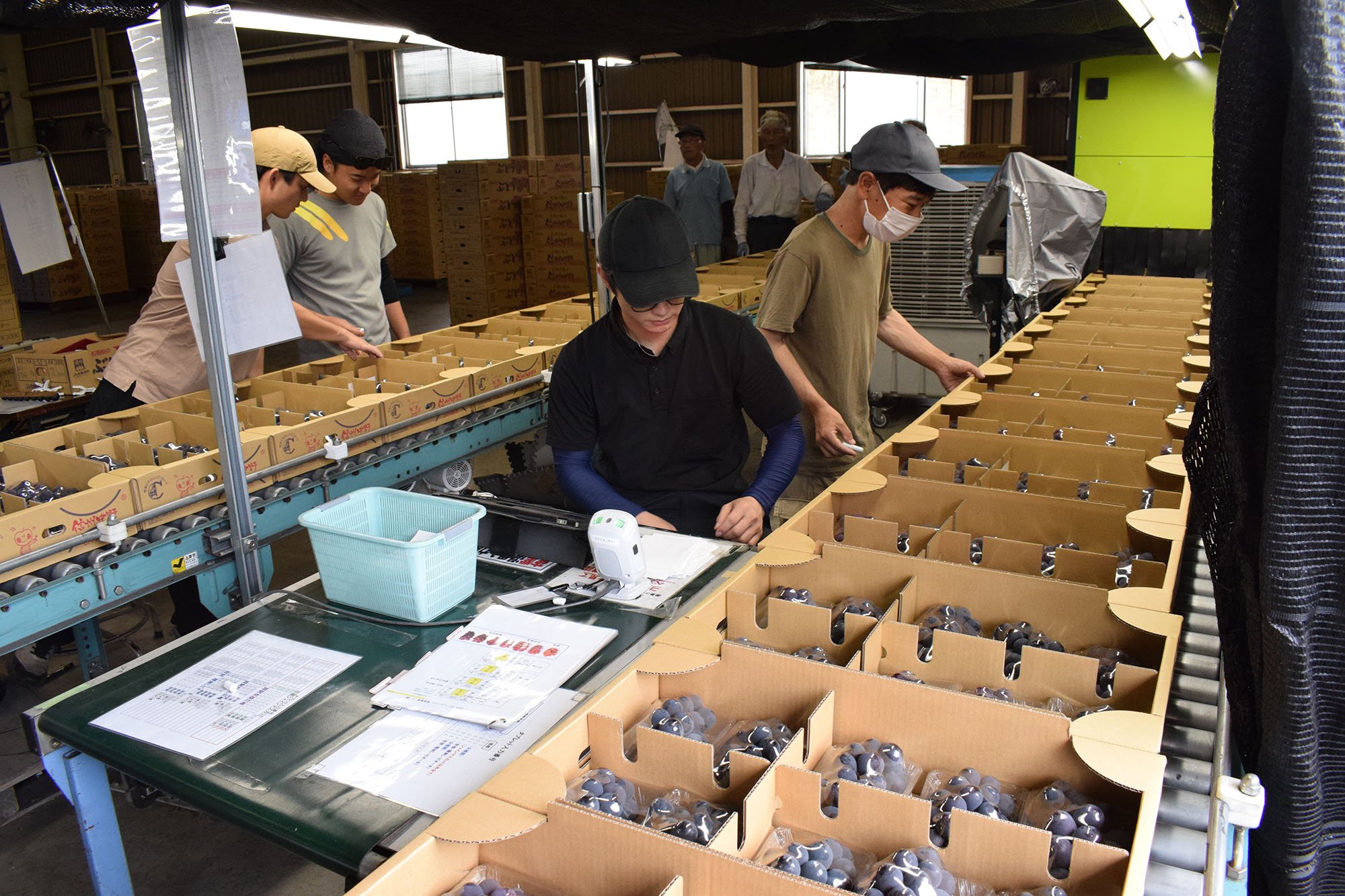 露地ブドウ初出荷 写真