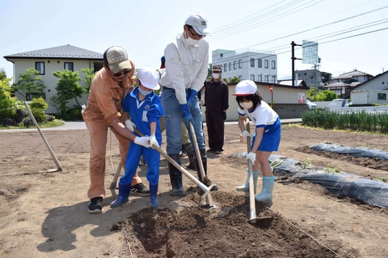 「安納芋」の苗を定植