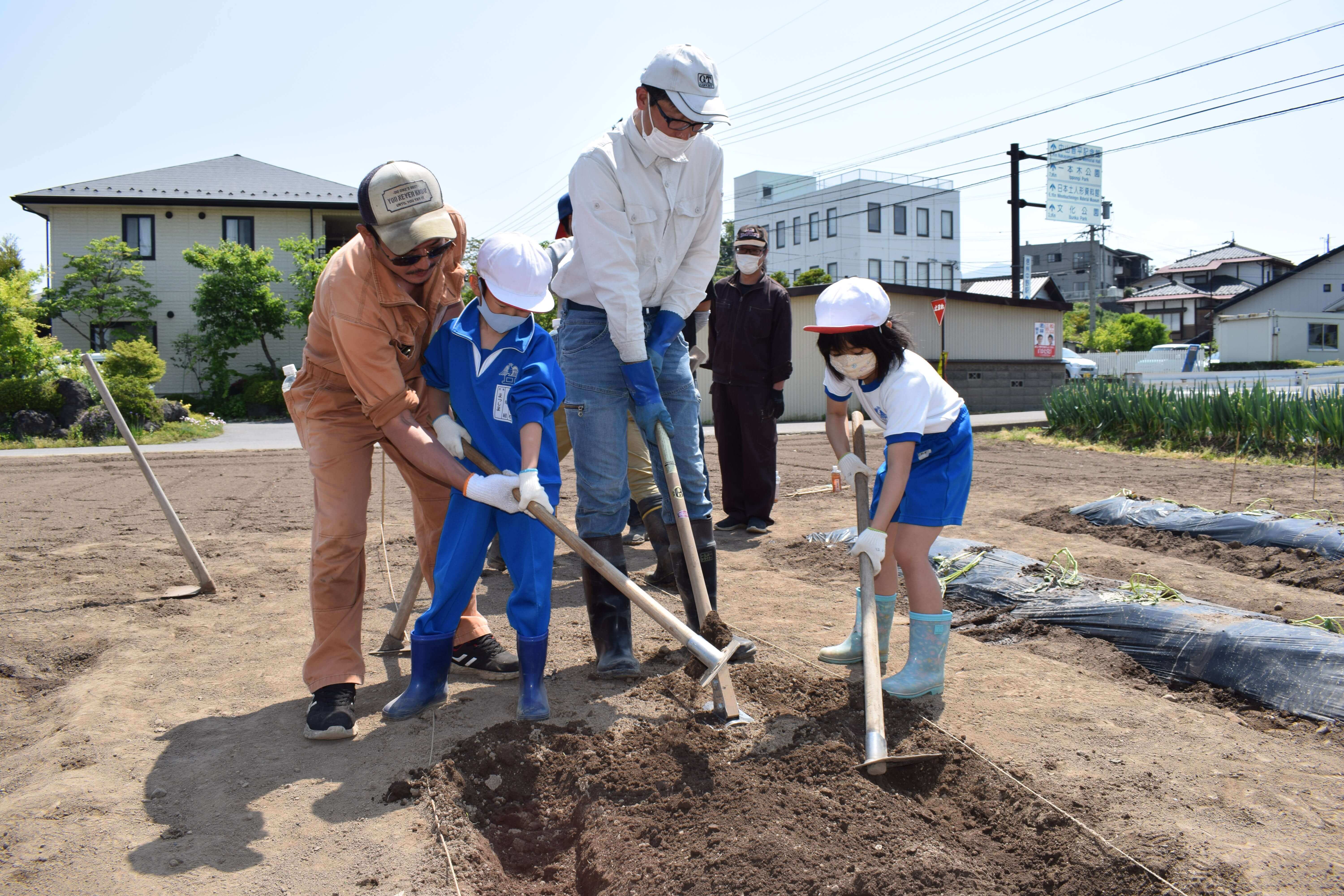 「安納芋」の苗を定植