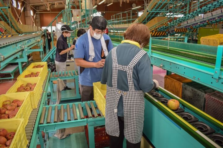 「サンつがる」の選果作業
