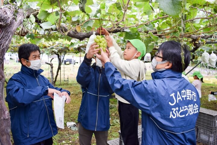 園児と一緒にぶどうの収穫体験