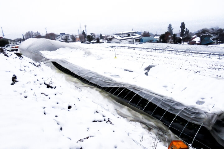 ハウスの雪害対策