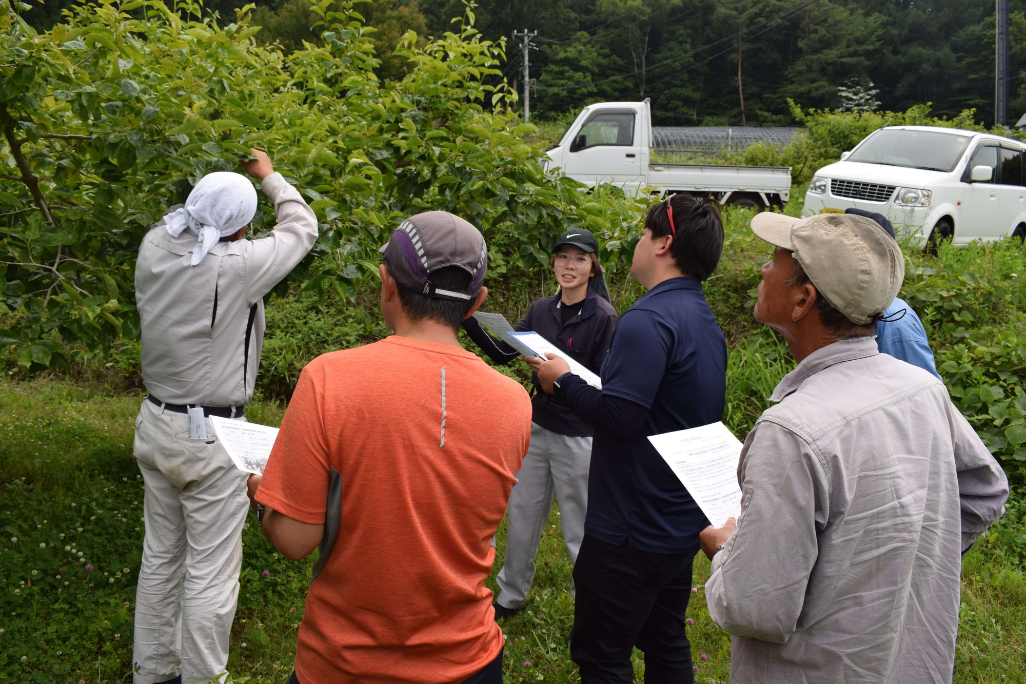 摘果や新梢管理方法を学ぶ生産者