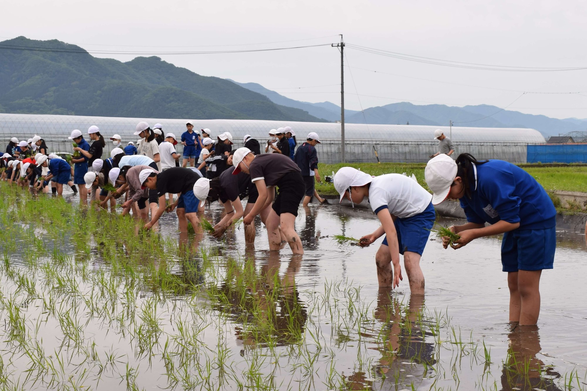 真剣に田植えをする児童