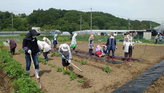 野菜苗の植え付けに汗を流す部員