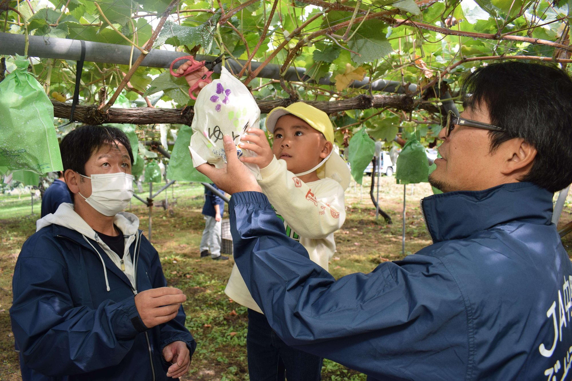 部会員の手を借りながらぶどうを収穫する園児