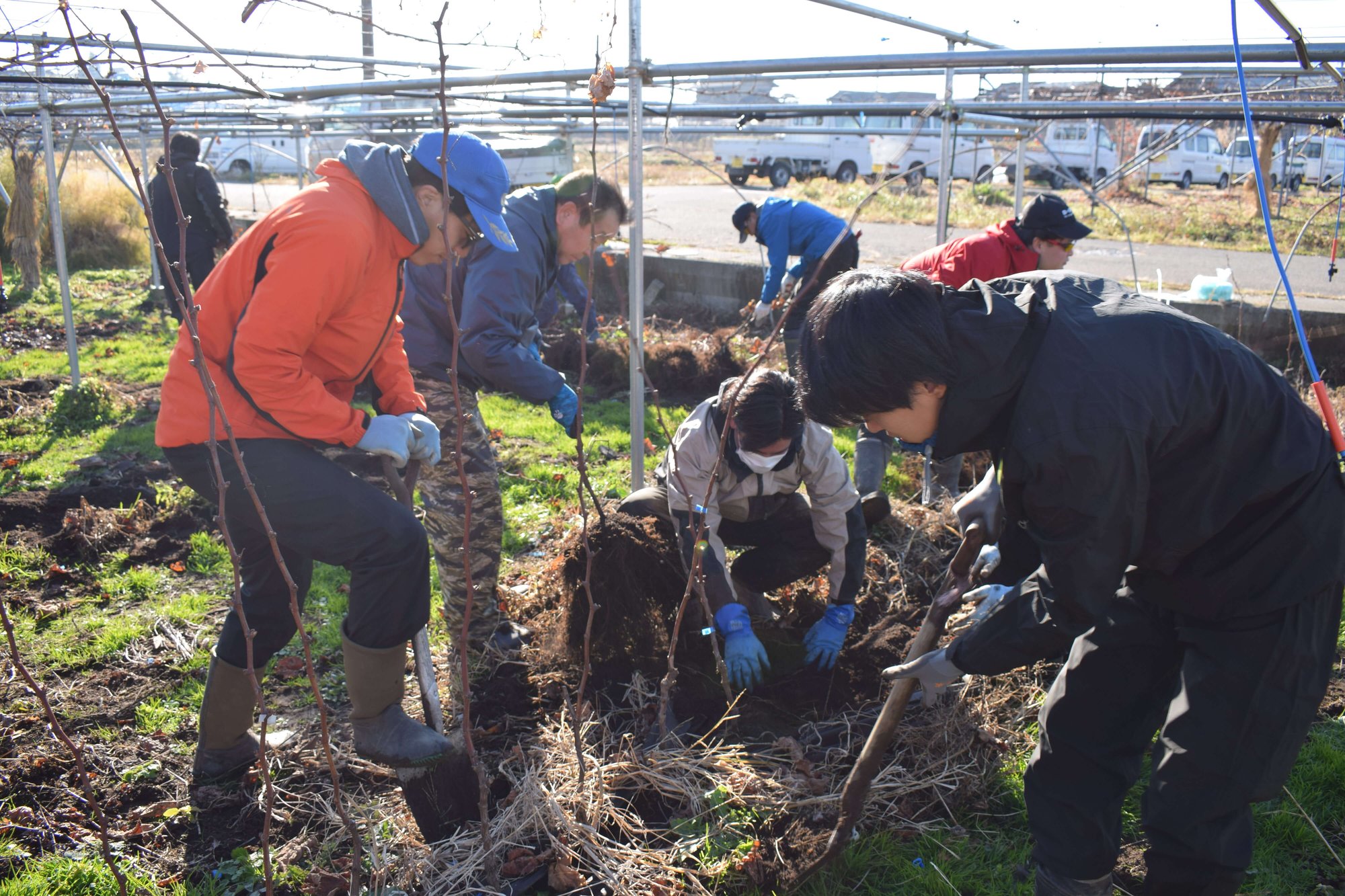 掘り取り作業に汗を流す部会員ら