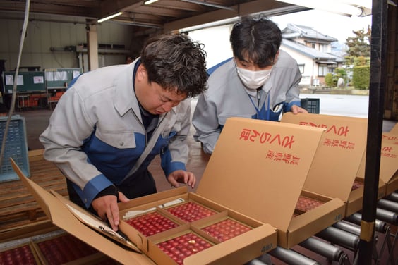 着色や玉張りなどをチェックするJA出荷担当者