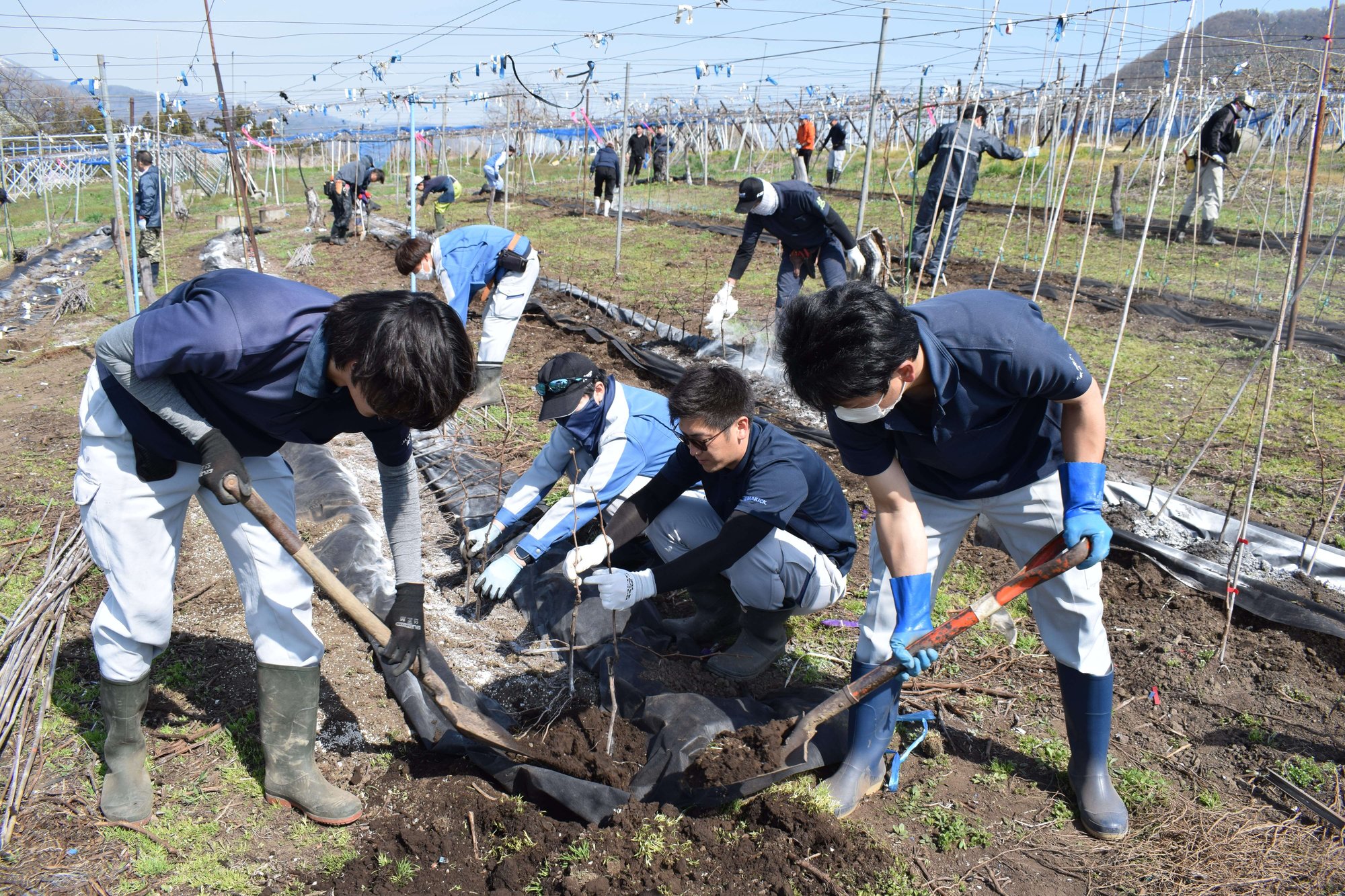 苗木の定植作業に汗を流すJA