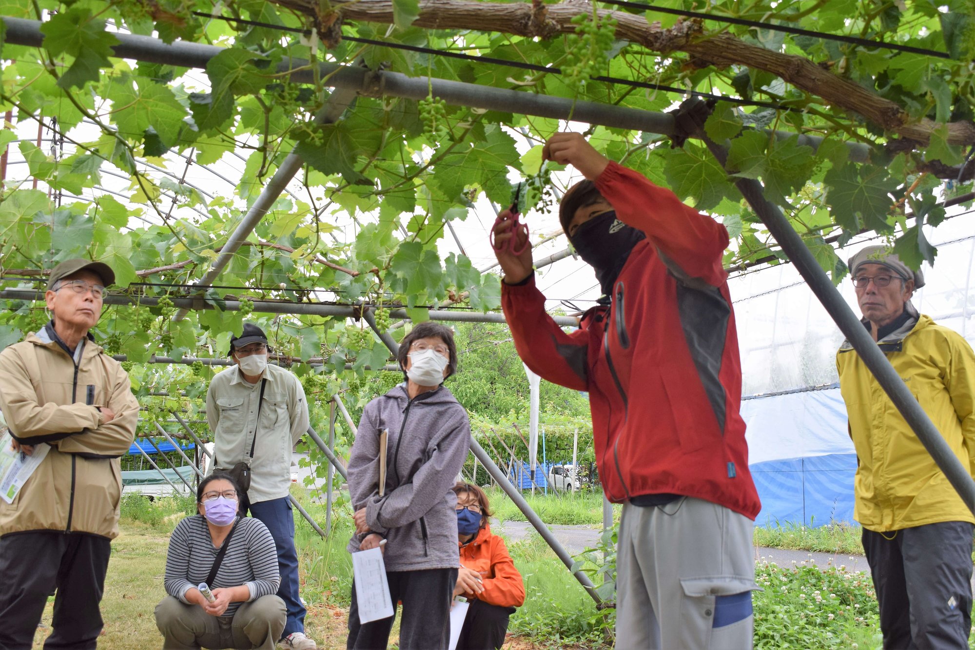 各地で多くの生産者が参加した摘粒講習会