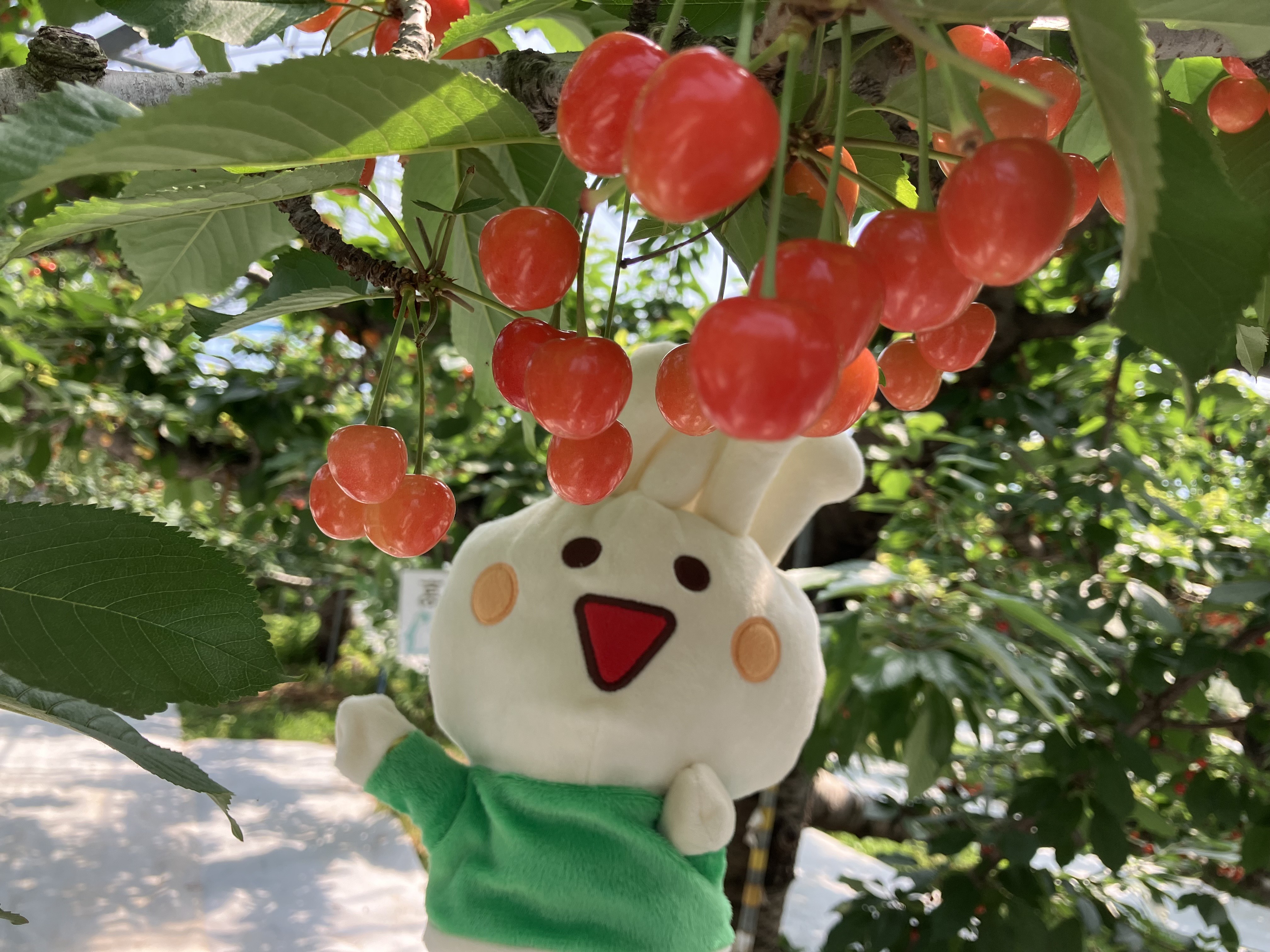 サクランボ祭り開催！