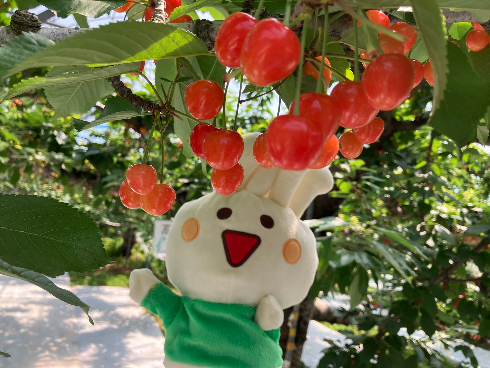 cherry