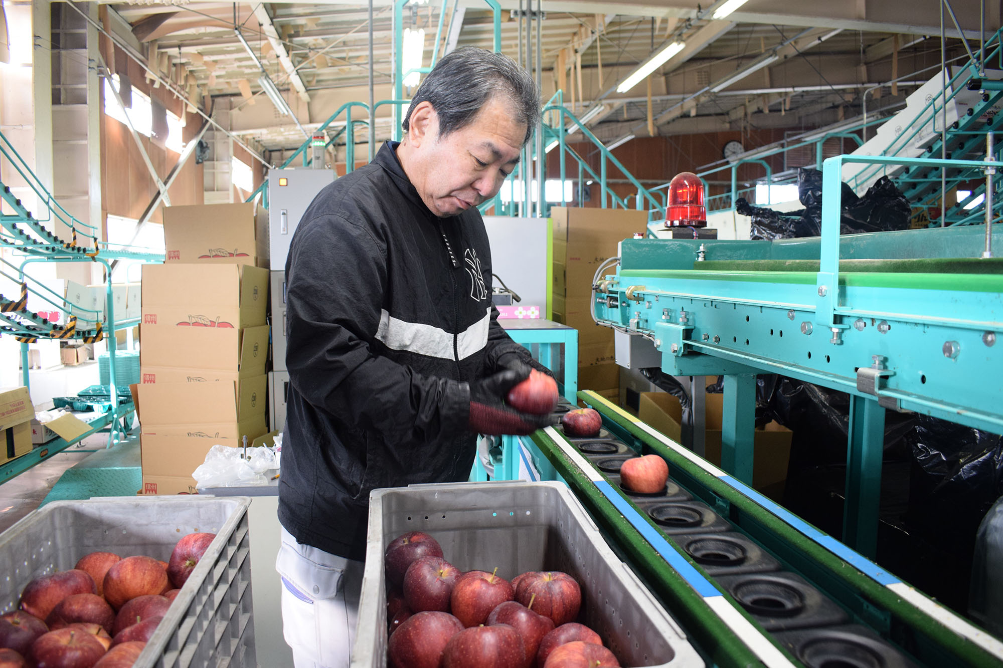 中野市の赤肉りんご、初出荷迎える
